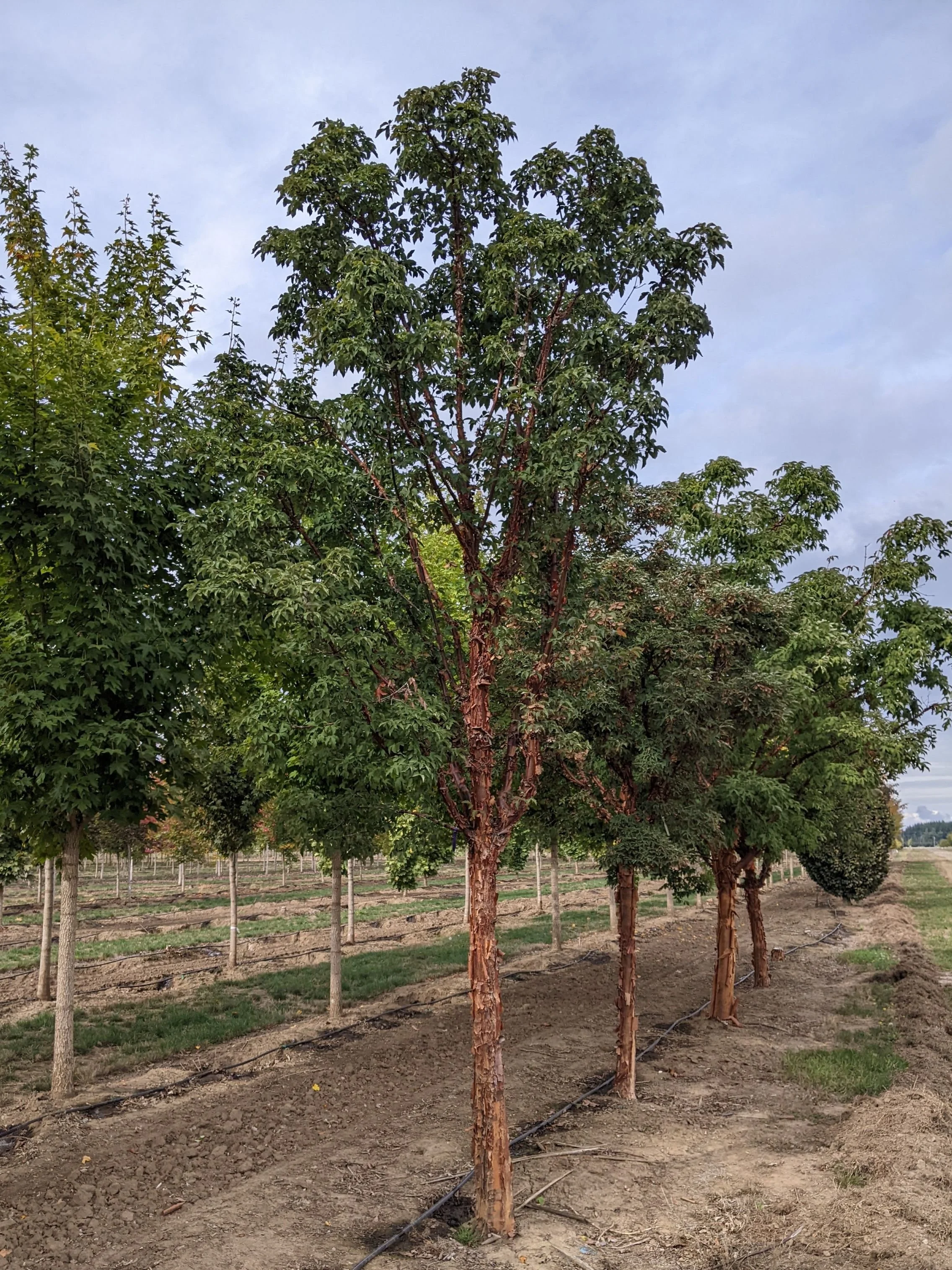 Store 2 — Northwest Shade Trees